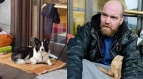 sdf chien bruxelles