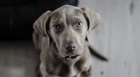 spa-ce-couple-demande-a-adopter-un-chien-mais-avec-une-condition-insensee
