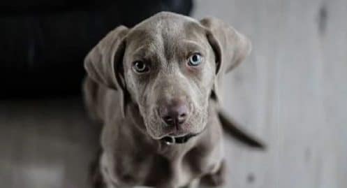 spa-ce-couple-demande-a-adopter-un-chien-mais-avec-une-condition-insensee
