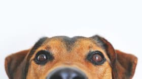 À Toulouse, un homme tue ses chiens