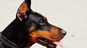 un-chien-est-devore-par-ses-congeneres-dans-un-elevage-illegal