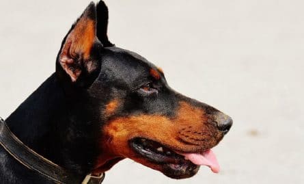 un-chien-est-devore-par-ses-congeneres-dans-un-elevage-illegal