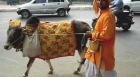 vache inde