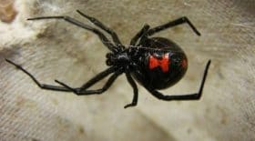 veuve noire araignée