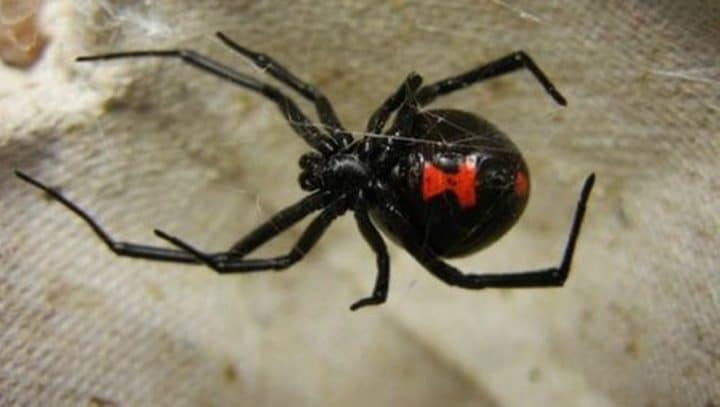 veuve noire araignée