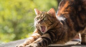 chat-tombe-balcon