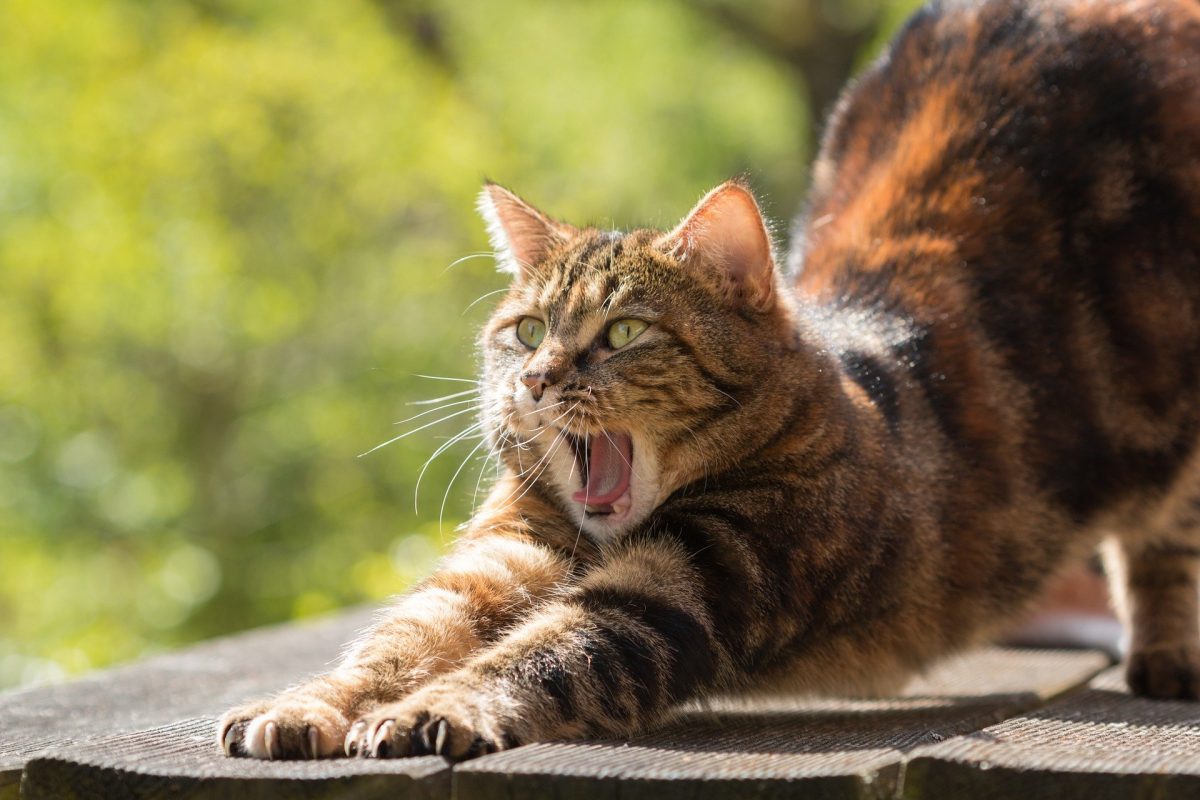 20 faits insolites sur les chats que vous ne connaissiez probablement pas