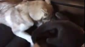 chat et chien