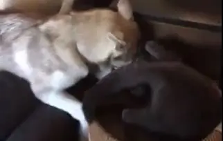 chat et chien