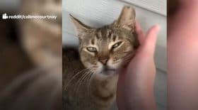 chatte-trouve-refuge-foyer-plein-daffection-et-ramene-surprise-incroyable