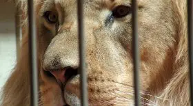 Criques : les animaux enfermés