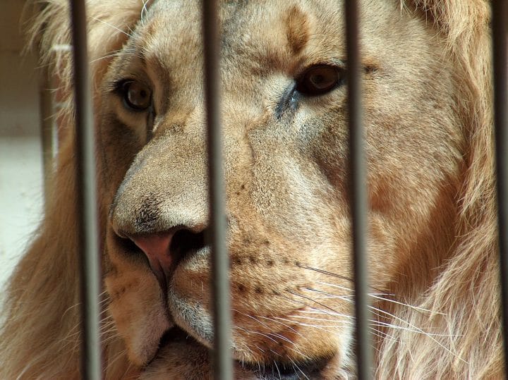 Criques : les animaux enfermés