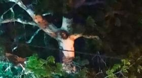 colombie-une-foule-de-croyants-brave-le-confinement-apres-lapparition-de-jesus-christ-dans-un-arbre