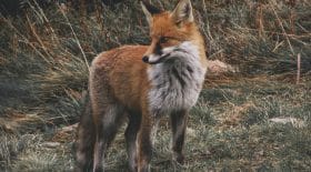 Confinement, une famille de renard
