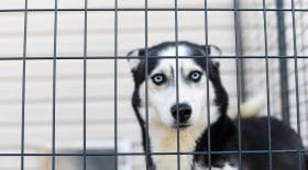Le confinement empêche la SPA de sauver des animaux