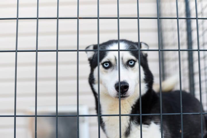 Le confinement empêche la SPA de sauver des animaux