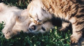Coronavirus consommation chats et chiens