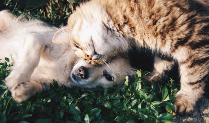 Coronavirus consommation chats et chiens