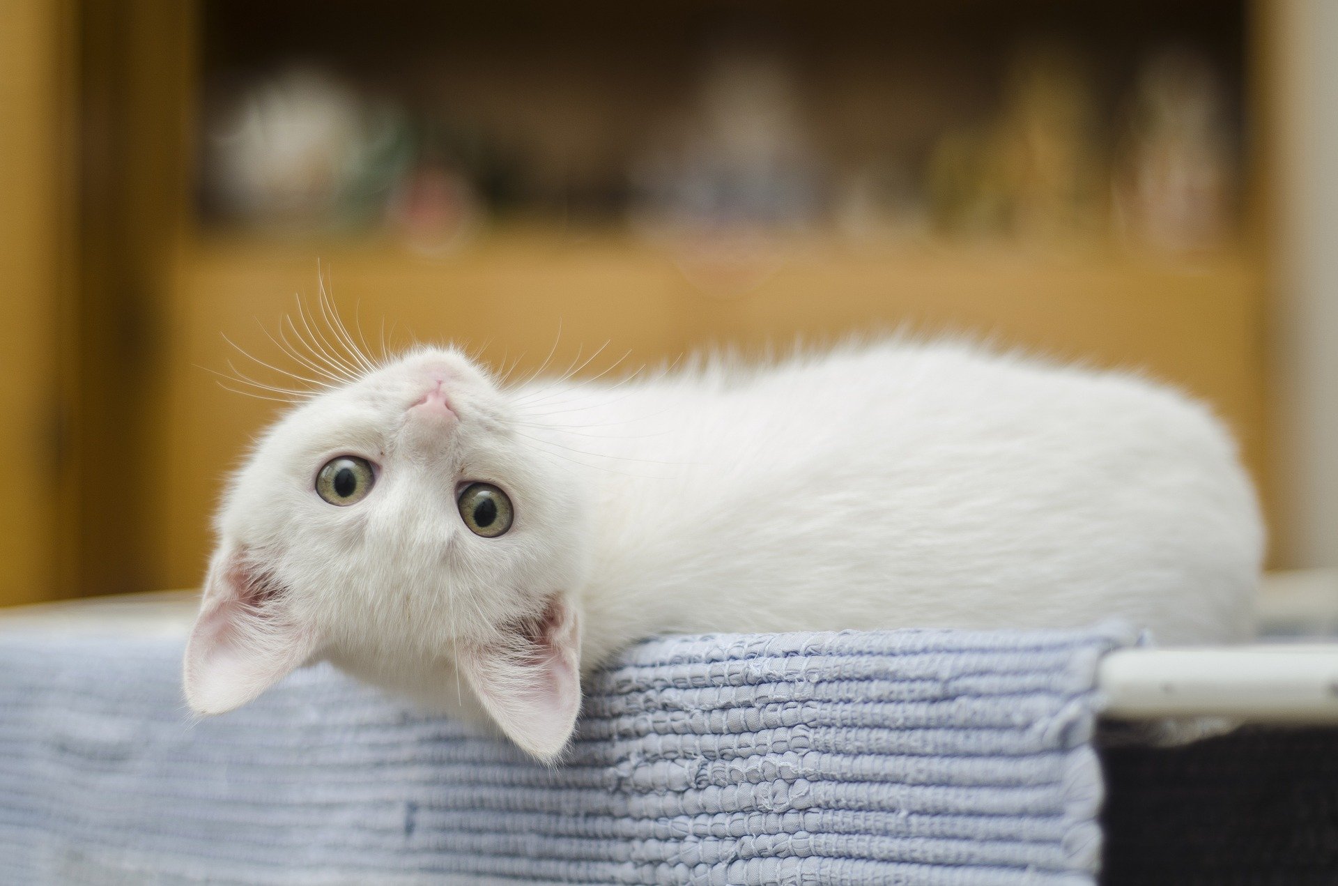 20 faits insolites sur les chats que vous ne connaissiez probablement pas