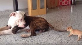 la-reaction-trop-mignonne-de-ce-pitbull-qui-se-fait-attaquer-la-queue-par-chihuahua