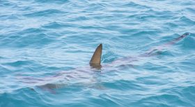 requin sète port