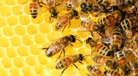 abeilles confinement