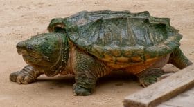 alpes-maritimes et tortue alligator