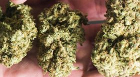 cannabis McDonald's police