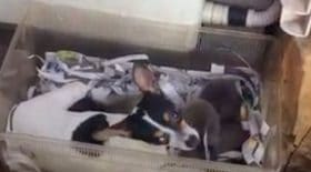 ce-chihuahua-sapproche-de-bebes-ratons-laveurs-et-tout-le-monde-reste-sans-voix