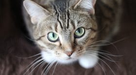 Chasse ouverte contre les chats ?