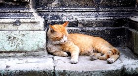 chat eau enfant vengeance