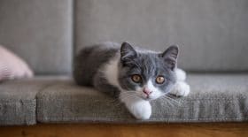 chat premier cas coronavirus france