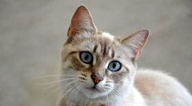 chatte