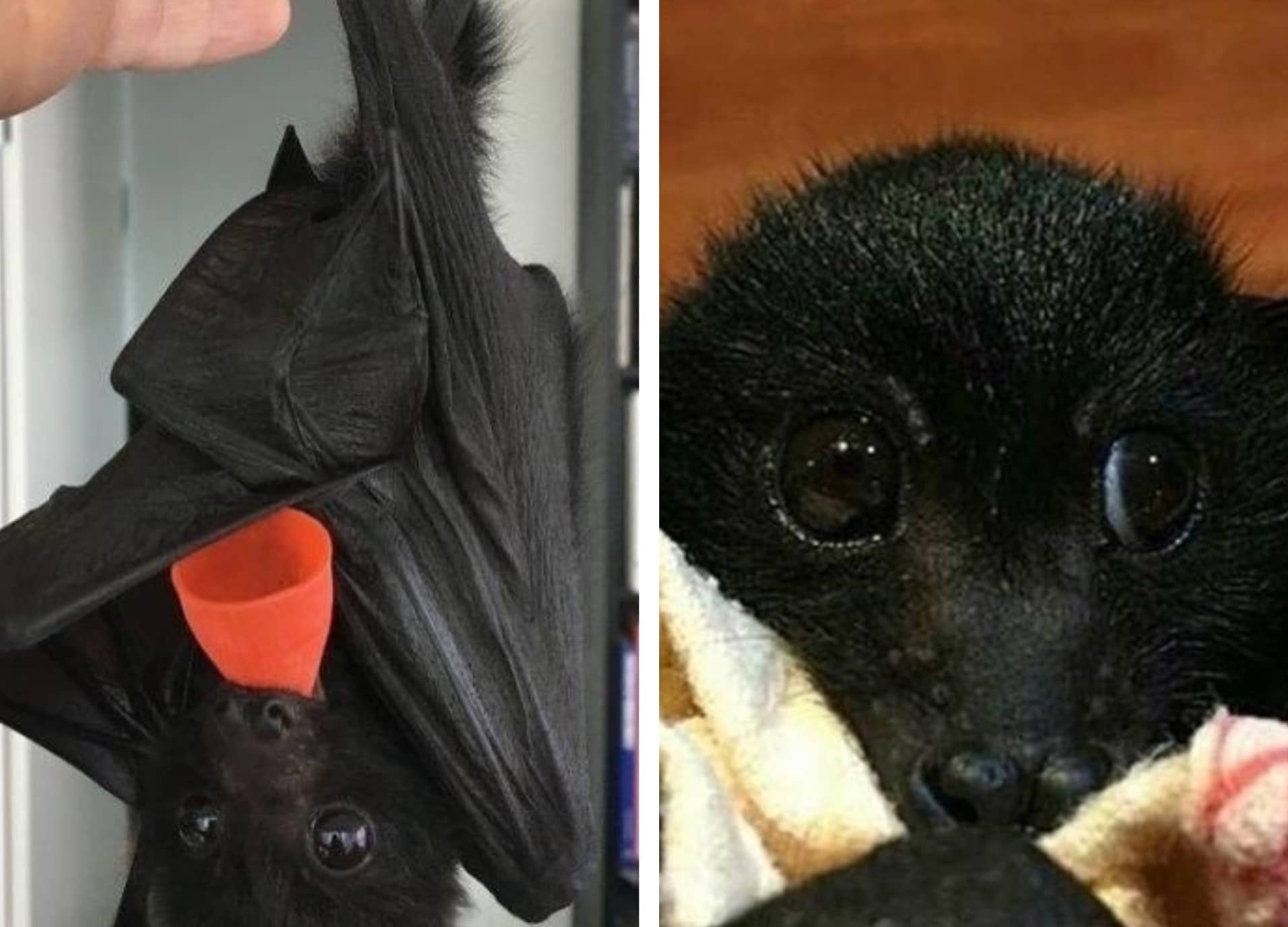 Ces 30 Photos Prouvent Que Les Chauves Souris Sont Des Betes Mignonnes Et Fragiles Qu Il Faut Proteger Ces 30 Photos Prouvent Que Les Chauves Souris Sont Des Betes Mignonnes Et Fragiles Qu Il Faut Proteger