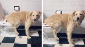 chien