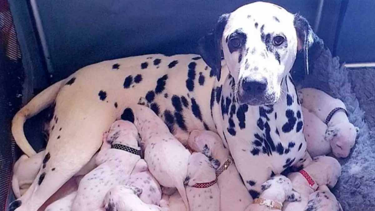 Une Chienne A Mis Au Monde Une Portee De 18 Bebes Dalmatiens Une Chienne A Mis Au Monde Une Portee De 18 Bebes Dalmatiens