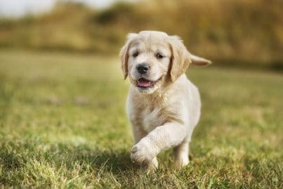 chiot le bon coin revend