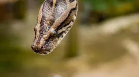 Coronavirus, des masques en peau de reptiles