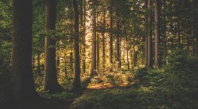 Déconfinement : réouverture des forêts