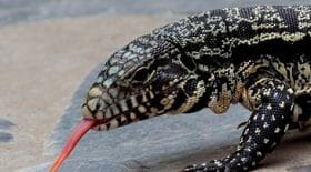 États-Unis, un lézard effraie la population