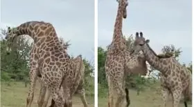 girafes