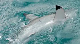 grand requin blanc italie bateau