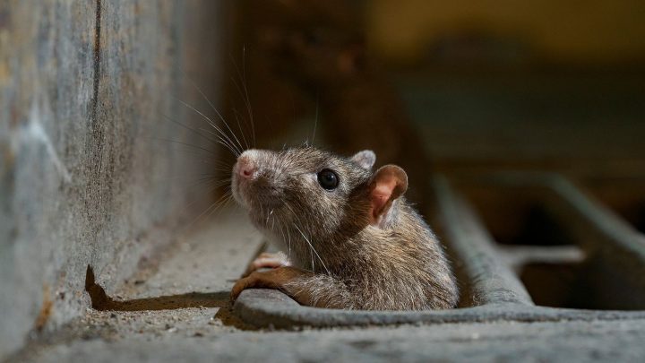 hong kong hépatite rats