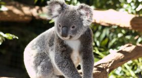 Koala, une naissance en Australie