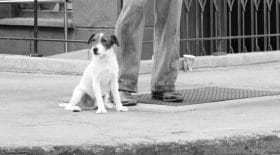 Palm Dog à Uggie