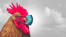 poule agressive terrorise clients banque