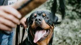 Des Rottweilers viennent au secours d'une vieille dame