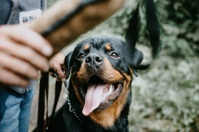 Des Rottweilers viennent au secours d'une vieille dame