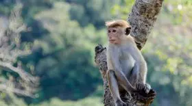singe