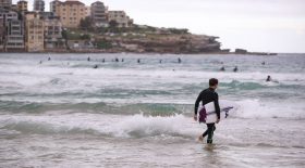 surfeur australie requin attaque